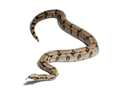 Boa constricteur sniffing with tongue out, isolated on white