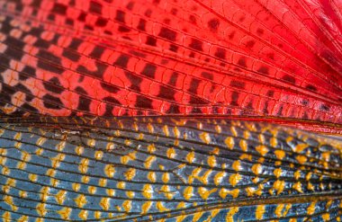 Detail of the wing of grasshopper specie Phymateus saxosus (Madagascar) female