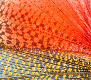 Detail of the wing of grasshopper specie Phymateus saxosus (Madagascar) female