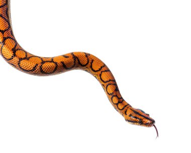 Rainbow boa sniffing tongue out, Epicrates cenchria, isolated on white