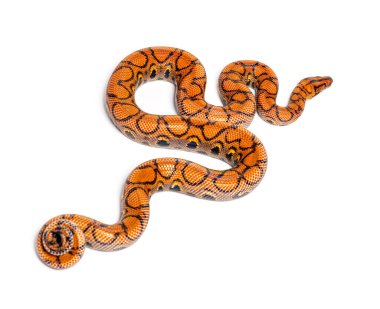 Back view of a Rainbow boa, Epicrates cenchria, isolated on white