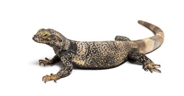 Sauromalus ater - common chuckwalla, specie of iguana, isolated on white