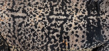 Scales details of a Sauromalus ater - common chuckwalla, macro photography