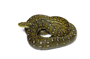 Diamond python, Morelia spilota spilota, isolated on white