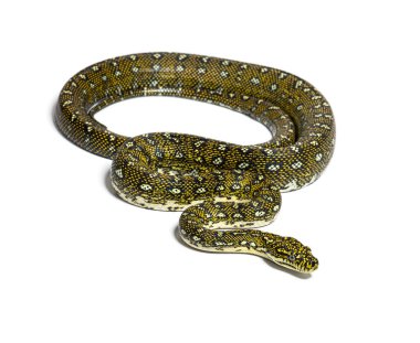 Diamond python, Morelia spilota spilota, isolated on white