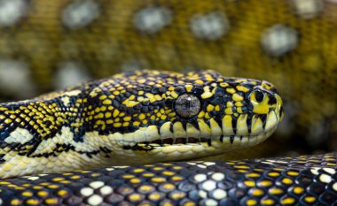 Head shot of a Diamond python, Morelia spilota spilota