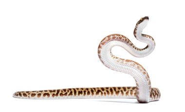 Children's python, Antaresia childreni, isolated on white