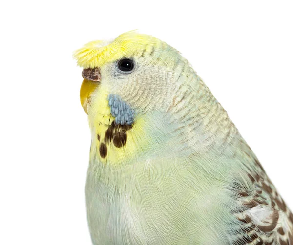 Portrait Close Budgerigar Grey Crested Head Isolated White — Stok fotoğraf