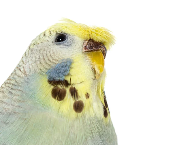 Portrait Close Budgerigar Grey Crested Head Isolated White — Foto Stock