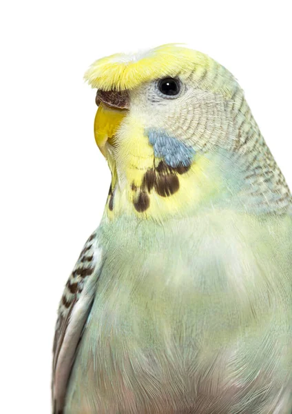 Portrait Close Budgerigar Grey Crested Head Isolated White — Stockfoto