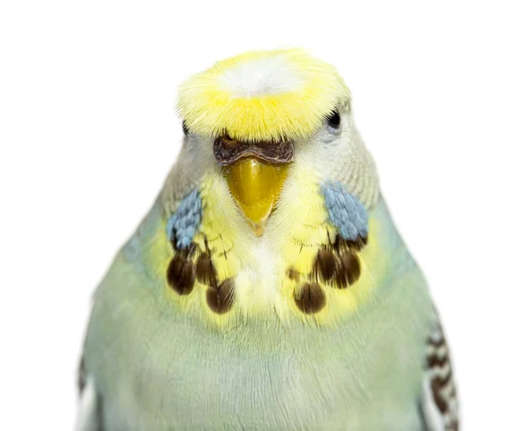 Portrait Close Budgerigar Grey Crested Head Isolated White — Stok fotoğraf
