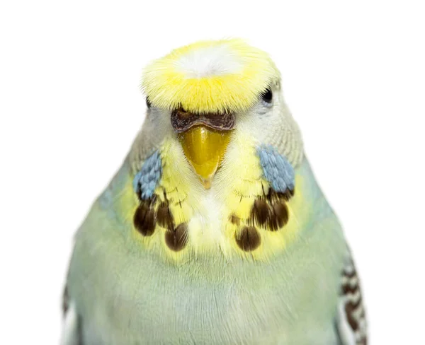 Portrait Close Budgerigar Grey Crested Head Isolated White — Fotografia de Stock