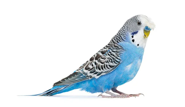 Side View Blue Crested Budgerigar Isolated White — Foto de Stock
