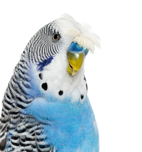 Head Shot Blue Crested Budgerigar Looking Camera Isolated White — 图库照片