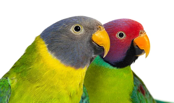 Head Shot Male Female Plum Headed Parakeet Psittacula Cyanocephala Isolated — 스톡 사진