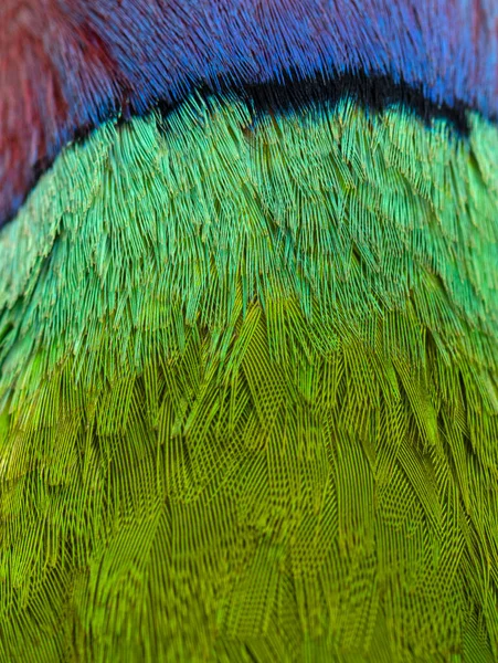 Μακρο Κοντινό Πλάνο Φτερά Αρσενικού Παπαγάλου Κεφάλι Δαμάσκηνου Psittacula Cyanocephala — Φωτογραφία Αρχείου