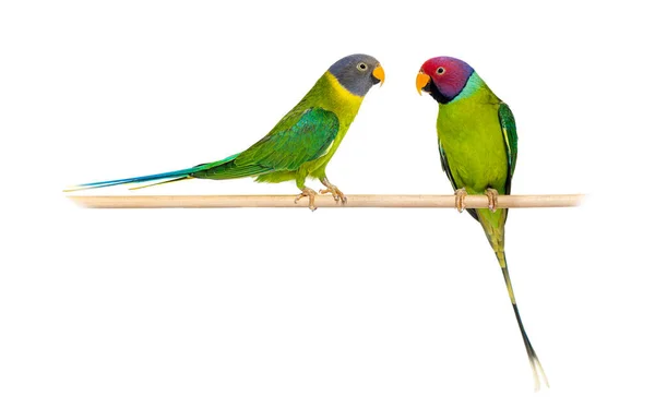 Wooden Perch Male Female Plum Headed Parakeet Psittacula Cyanocephala Isolated — Stockfoto