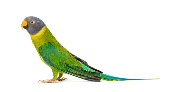 Side View Female Plum Headed Parakeet Psittacula Cyanocephala Isolated White — Stock Photo, Image