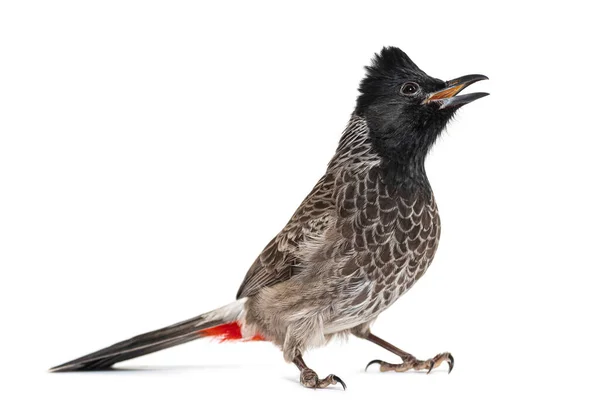 Face View Red Vented Bulbul Tweeting Pycnonotus Cafer Isolated White — Fotografia de Stock