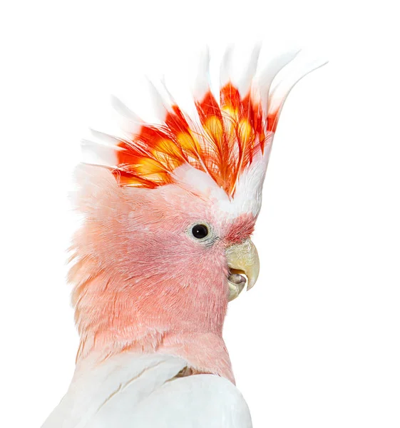 Portrait Crest Spread Major Mitchell Cockatoo Lophochroa Leadbeateri Isolated White — 图库照片