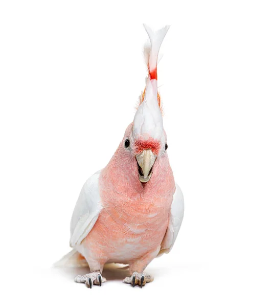 Portrait Crest Spread Major Mitchell Cockatoo Lophochroa Leadbeateri Isolated White — Photo