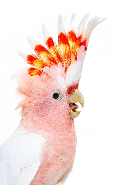 Portrait Crest Spread Major Mitchell Cockatoo Lophochroa Leadbeateri Isolated White — Foto de Stock