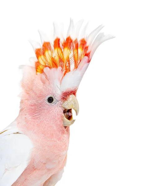 Portrait Crest Spread Major Mitchell Cockatoo Lophochroa Leadbeateri Isolated White — 图库照片