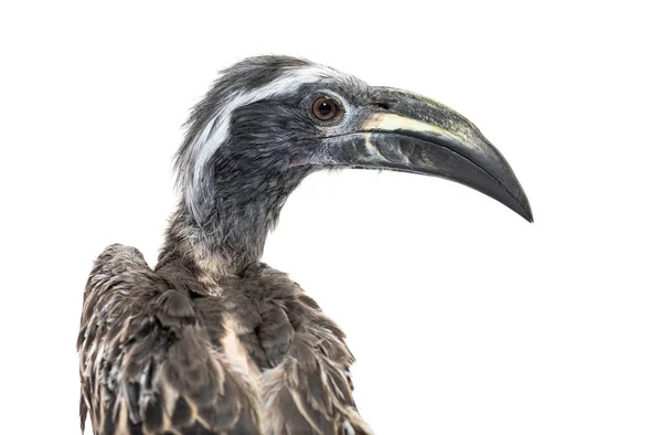 Head Shot Male African Grey Hornbill Lophoceros Nasutus Isolated White —  Fotos de Stock