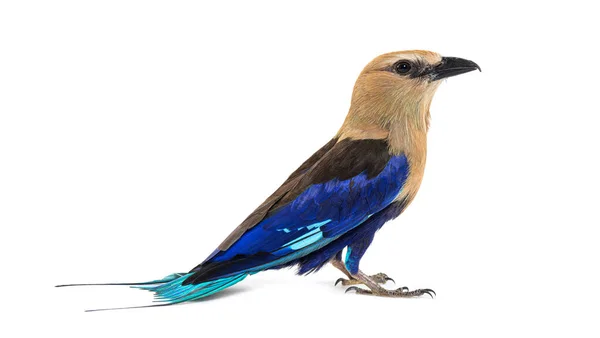 Blue Bellied Roller Profile View Coracias Cyanogaster Isolated — Stock Photo, Image