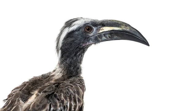 Head Shot Male African Grey Hornbill Lophoceros Nasutus Isolated White —  Fotos de Stock