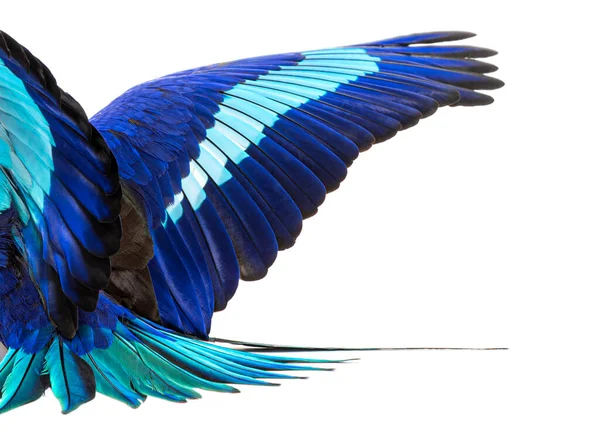 Details Macro Blue Feathers Blue Wings Spread Bellied Roller Bird — Zdjęcie stockowe