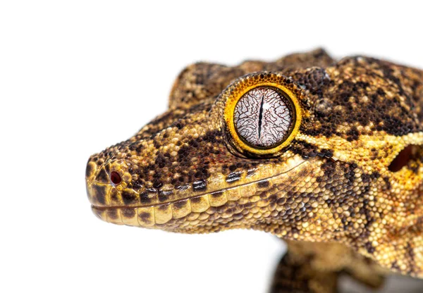 Close New Caledonia Bumpy Gecko Head Rhacodactylus Auriculatus — Stockfoto