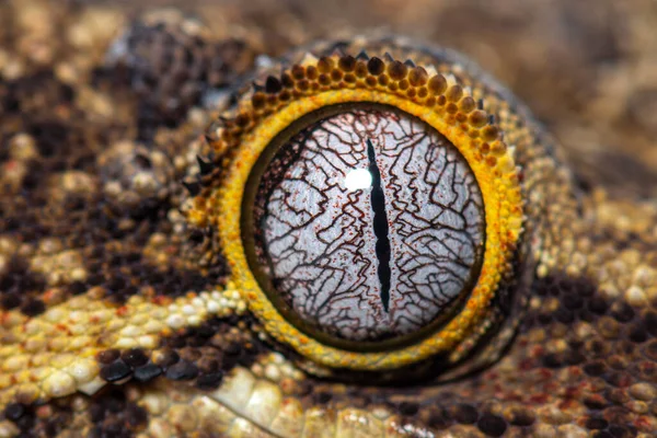 Close-up on a reptile eye, New Caledonia bumpy gecko, Rhacodactylus auriculatus