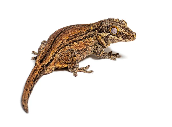 Rear View New Caledonia Bumpy Gecko Rhacodactylus Auriculatus — Zdjęcie stockowe