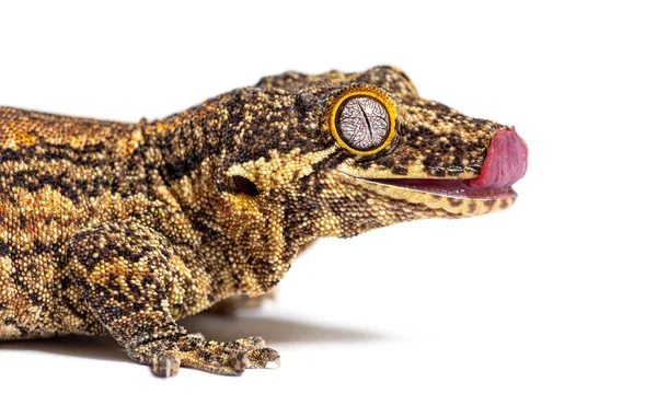 Close New Caledonia Bumpy Gecko Licking Itself Rhacodactylus Auriculatus — Zdjęcie stockowe