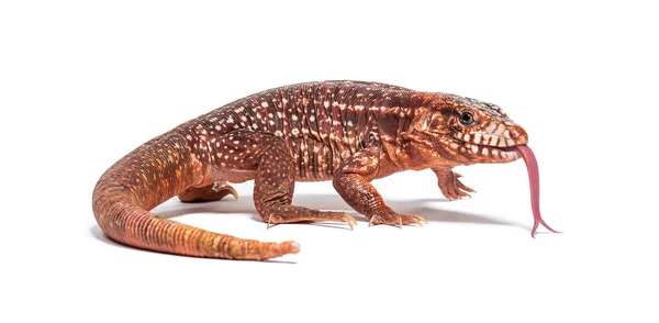 Red Tegu Sniffing Its Tongue Salvator Rufescens Isolated White — 图库照片