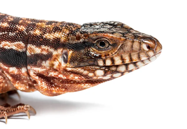 Head Shot Red Tegu Salvator Rufescens Isolated White — Stockfoto