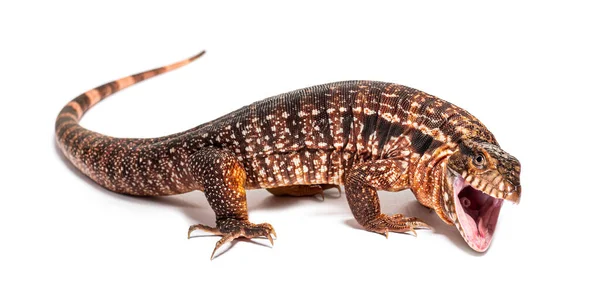 Red Tegu Mouth Open Can See Its Larynx Salvator Rufescens — 스톡 사진