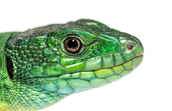 Close Timon Pater Head Specie Wall Lizard Isolated White — 스톡 사진