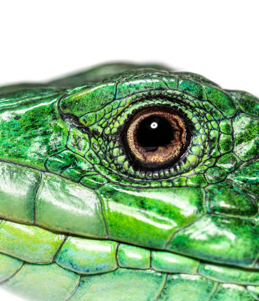 Close Eye Scales Timon Pater Specie Wall Lizard — 스톡 사진