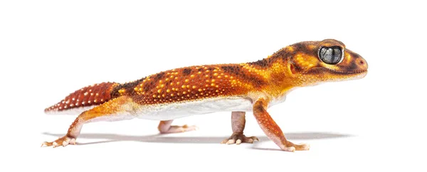 Profile View Three Lined Knob Tailed Gecko Nephrurus Levis Pilbarensis — Stock Photo, Image