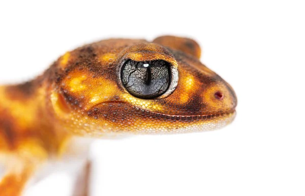 Head Shot Close Three Lined Knob Tailed Gecko Head Nephrurus — Zdjęcie stockowe