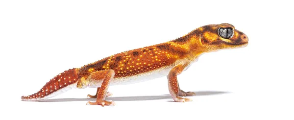 Profile View Three Lined Knob Tailed Gecko Nephrurus Levis Pilbarensis — Fotografia de Stock