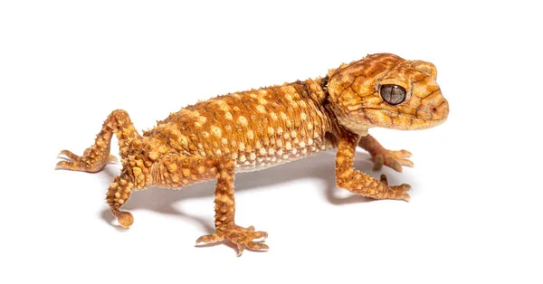 Rear View Centralian Rough Knob Tail Gecko Nephrurus Amyae — Zdjęcie stockowe