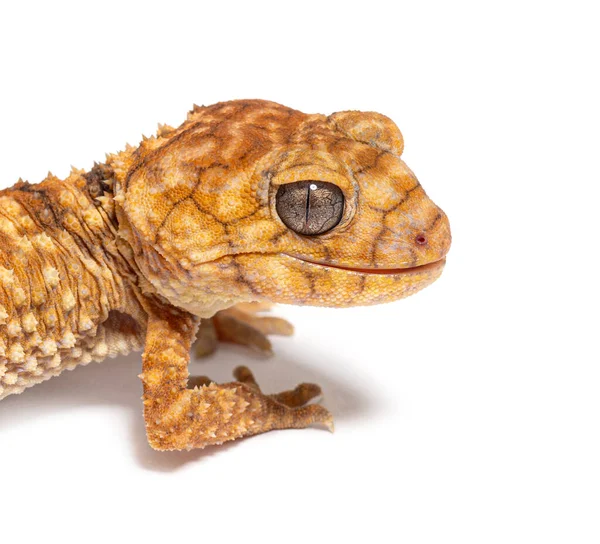 Head Shot Centralian Rough Knob Tail Gecko Nephrurus Amyae — 스톡 사진