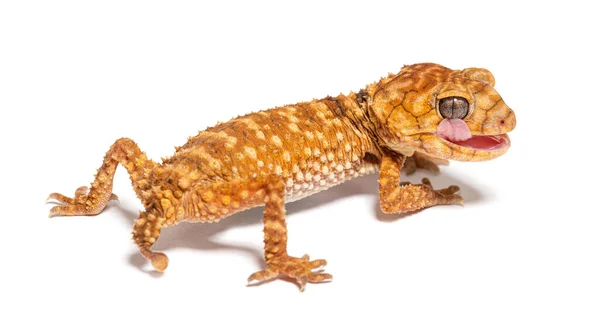 Rear View Centralian Rough Knob Tail Gecko Licking Its Eye — Stockfoto