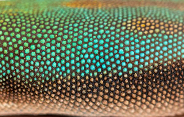 Details Macro Scales Gold Dust Day Gecko Phelsuma Laticauda — Stock Photo, Image