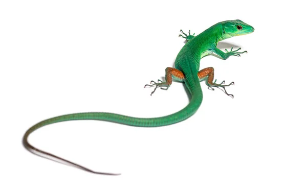 Rear View Looking Back Green Keel Bellied Lizard Gastropholis Prasina — Foto Stock
