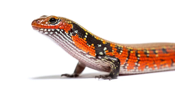 Fire Skink Mochlus Fernandi Isolated White — Stockfoto