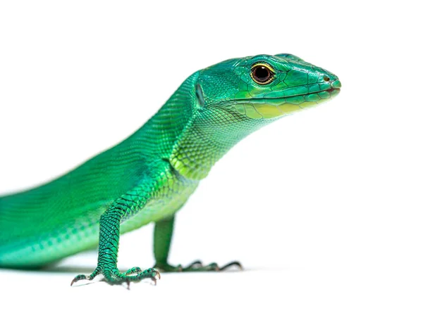 Head Shot Portrait Green Keel Bellied Lizard Gastropholis Prasina — Stok fotoğraf